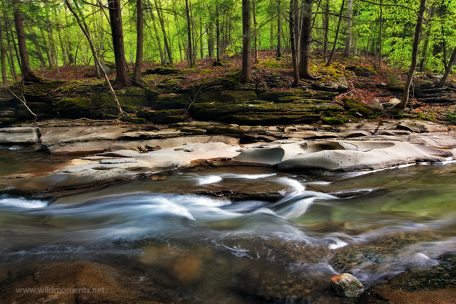 Zen : Loyalsock State Forest, PA : Michael Greene's Wild Moments ...